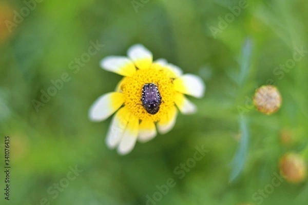 Fototapeta bee on flower