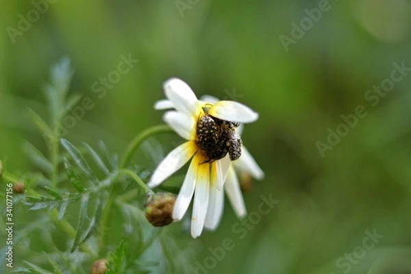 Fototapeta bee on flower