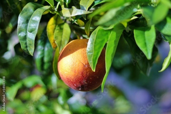 Fototapeta orange on a tree