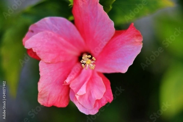 Fototapeta close up flower