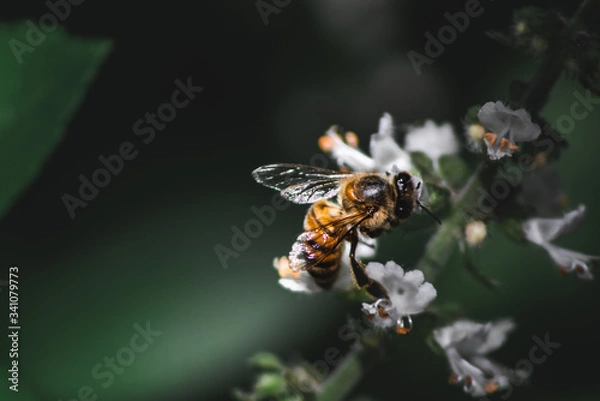 Fototapeta bee and flower