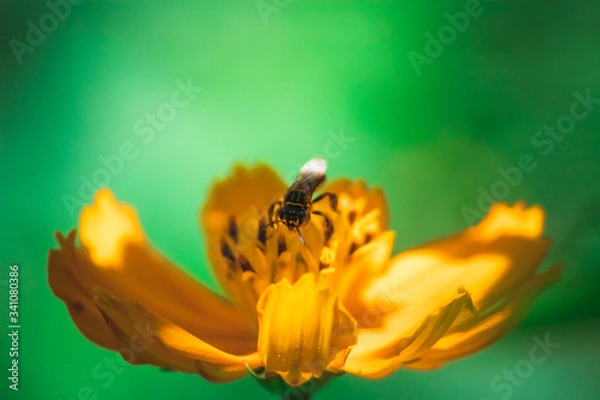 Obraz bee and flower