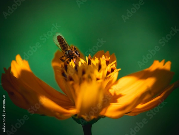 Obraz bee and flower