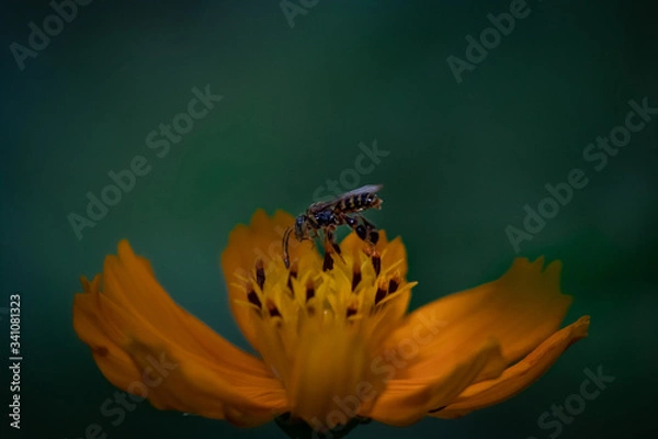 Obraz bee and flower