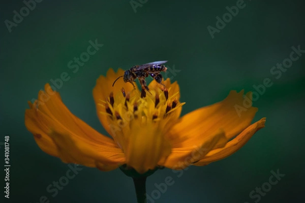 Fototapeta bee and flower