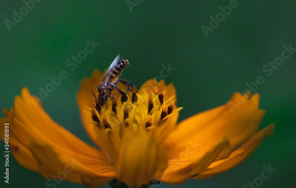 Obraz bee and flower