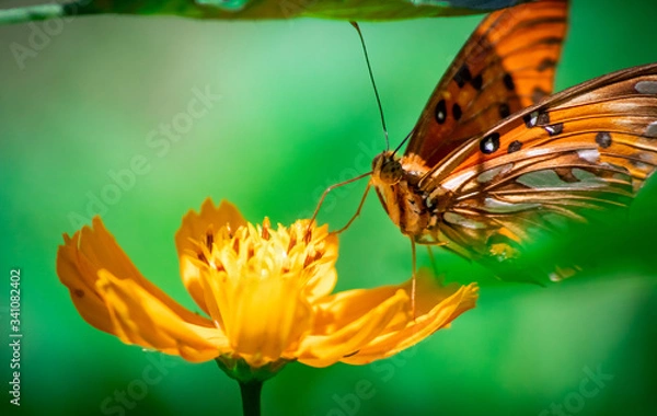 Obraz butterfly and flower