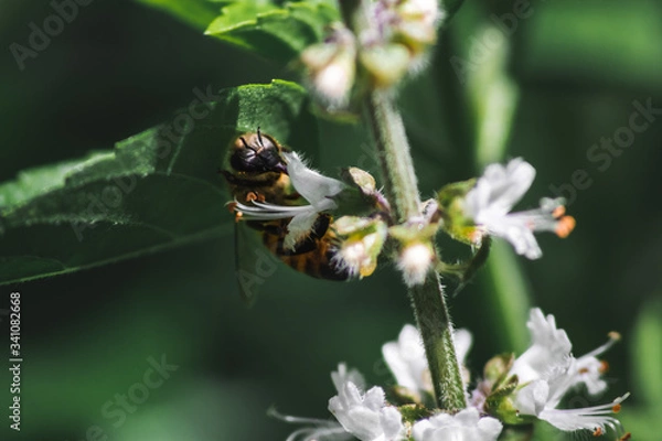Obraz bee and flower