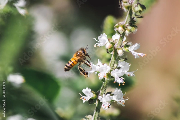 Obraz bee and flower