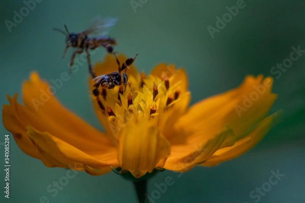 Fototapeta bee and flower