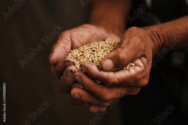 Obraz Farmer hands holding seeds