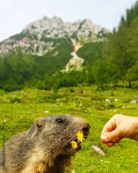 Obraz marmot in the mountains