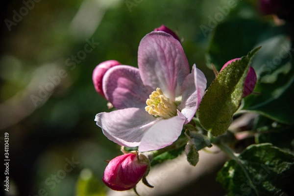 Fototapeta Apfelblüte 