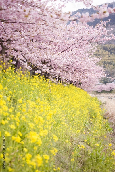 Fototapeta 河津桜