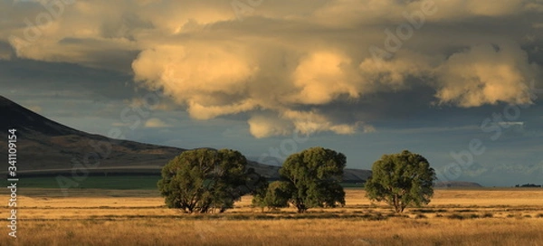 Obraz Samotne drzewa wieczorem