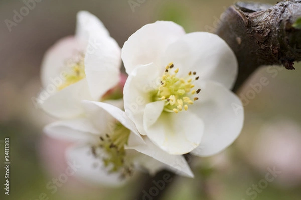 Fototapeta ボケの花