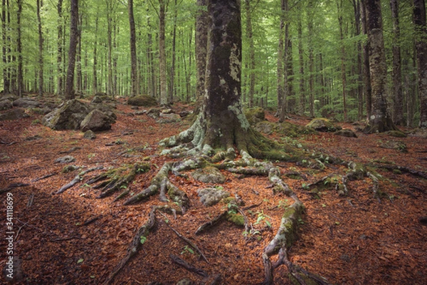 Obraz tree in the forest