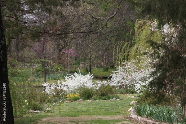 Obraz sheep in the forest