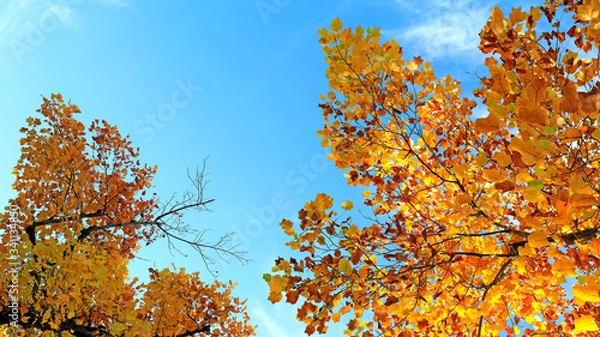 Fototapeta 아름다운 가을 단풍과 하늘