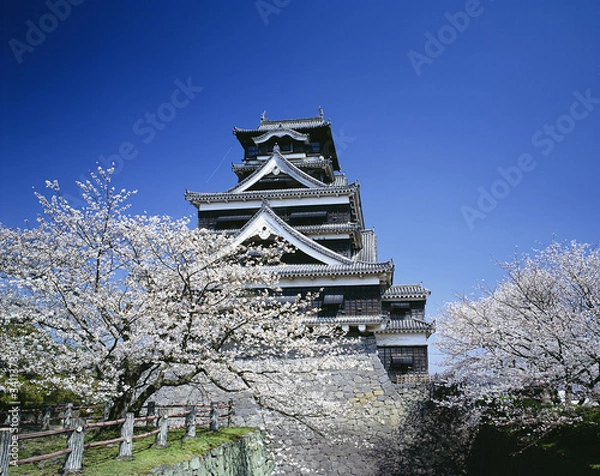 Obraz 熊本城と桜