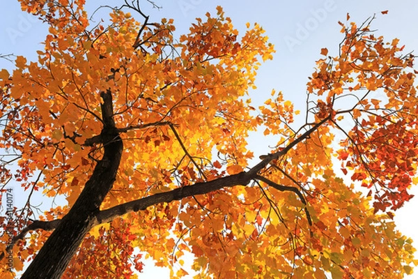 Obraz 아름다운 가을단풍