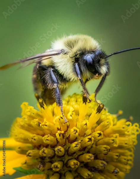 Fototapeta A close up portrait of a bumblebee on a yellow daisy