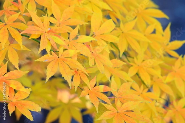 Fototapeta 아름다운 가을 단풍