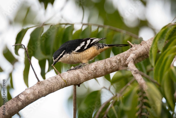 Fototapeta Shining flycatcher (Myiagra alecto) in Papua New Guinea