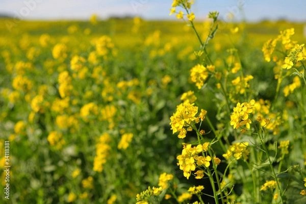 Fototapeta ナノハナ畑