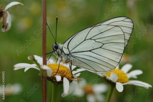 Fototapeta ailes blanches