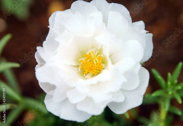 Obraz 白いマツバボタン