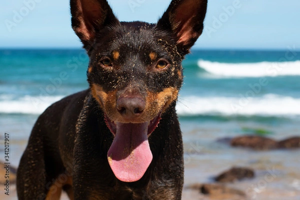 Obraz Cute Dog on Beach