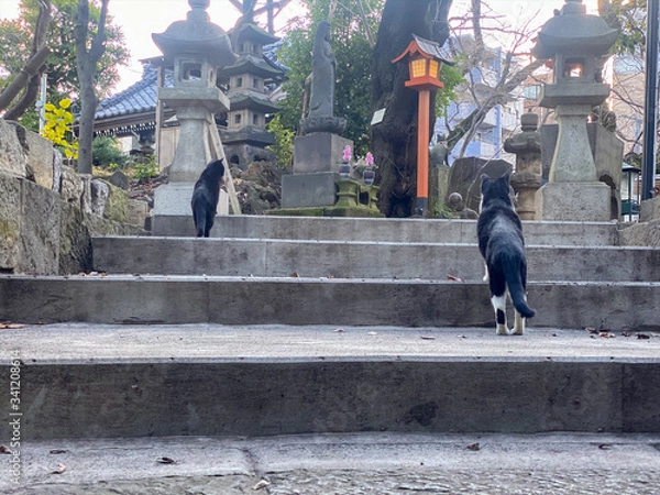 Fototapeta 澤蔵司稲荷神社