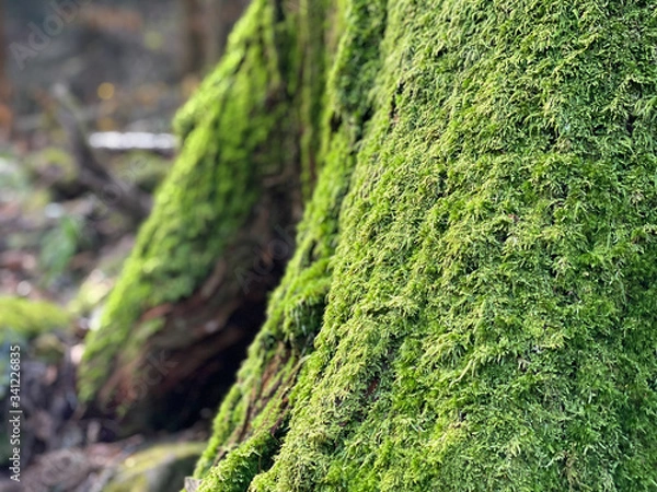 Fototapeta 苔