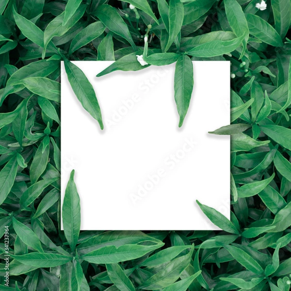 Fototapeta green leaf background for put text
