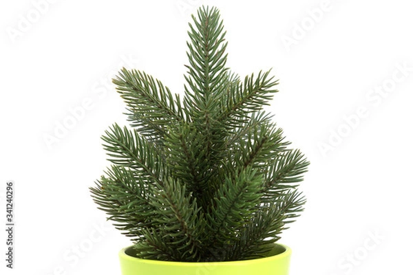 Obraz Small pine tree isolated