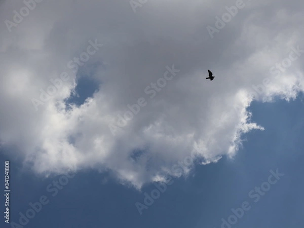 Fototapeta clouds in the sky