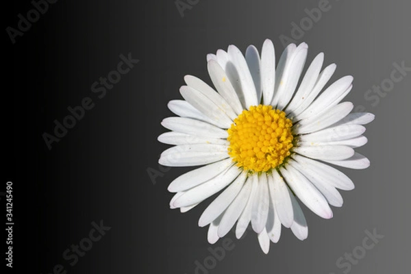 Obraz white daisy on black
