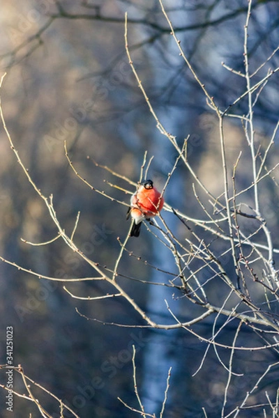 Fototapeta Bullfinch bird sits on a branch in the forest.
