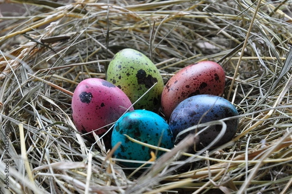 Fototapeta easter eggs in the nest