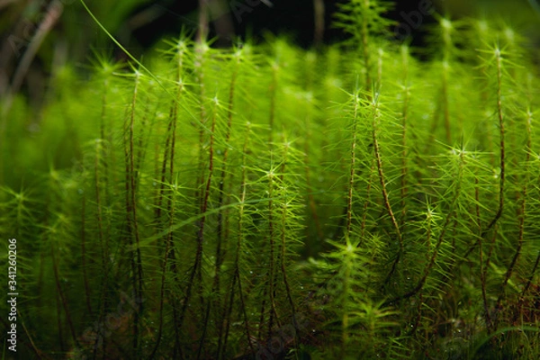 Obraz grass in the forest
