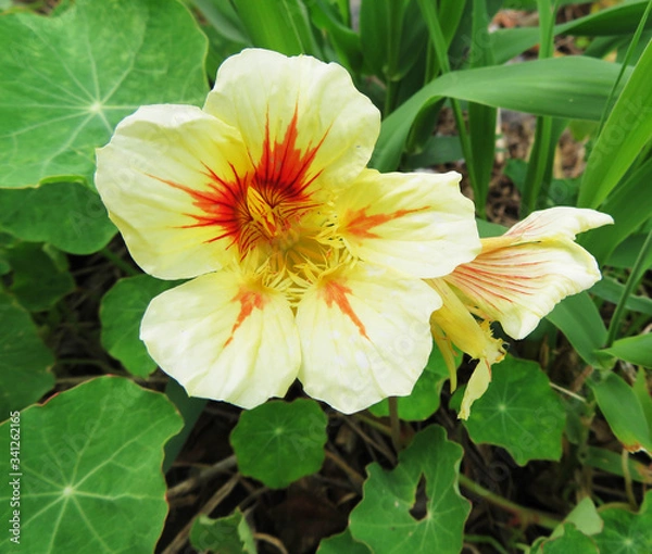 Obraz closeup of yellow nasturtium 