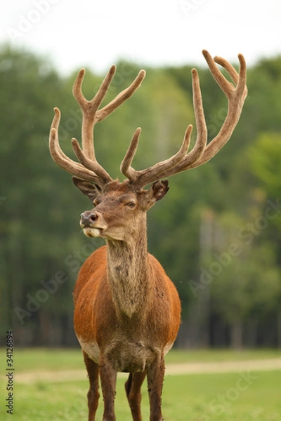 Obraz Deer