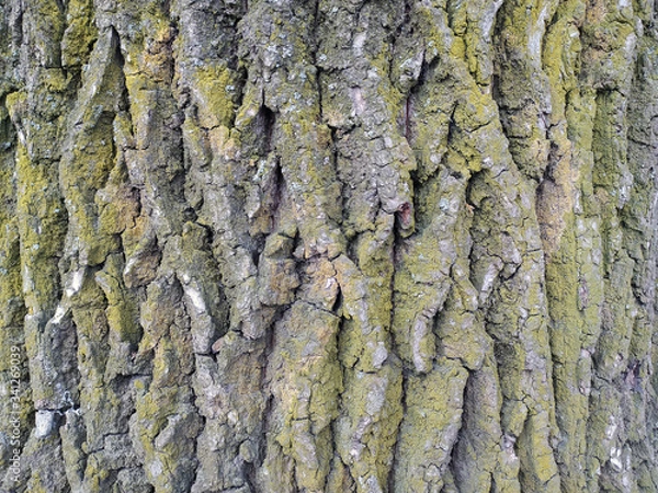 Fototapeta Old Wood Tree Texture Background Pattern