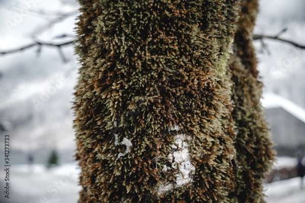 Obraz moss on tree during winter