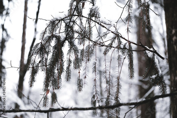 Obraz snow-covered tree
