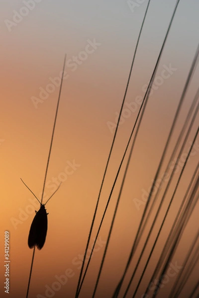 Obraz sunset in the field