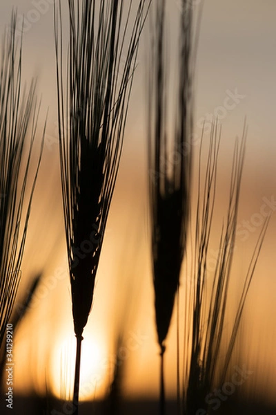 Obraz wheat field at sunset