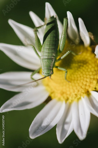 Obraz grasshopper on flower