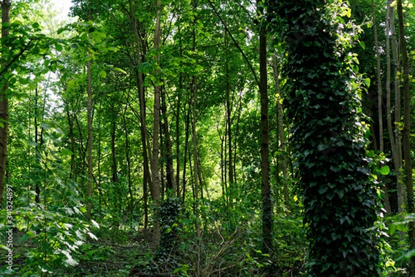 Obraz Sun rays through the forest at Bois de Vincennes
